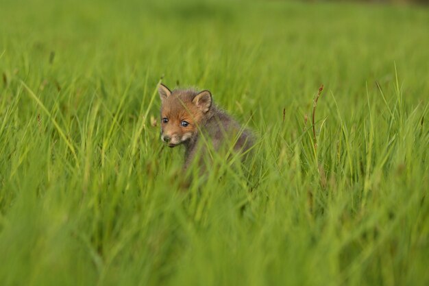 붉은 여우 아기가 풀밭을 기어다닌다