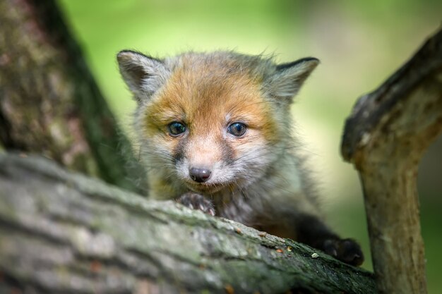 緑の森のかわいいアカギツネ Vulpesvulpes 森でキツネ狩り 自然の生息地の動物 プレミアム写真