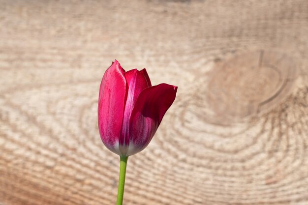 Red fresh tulip flower blossom on a wooden background