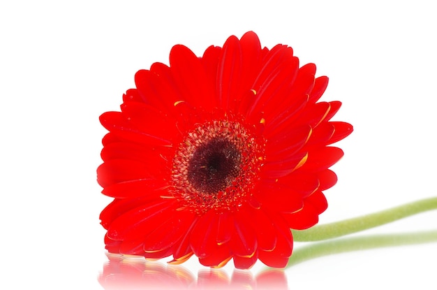 Красный цветок герберы крупным планом на белом фоне