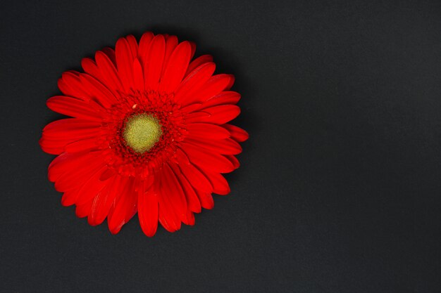 Red gerbera flower on dark table