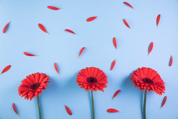 Red gerbera flowers with petals on blue background