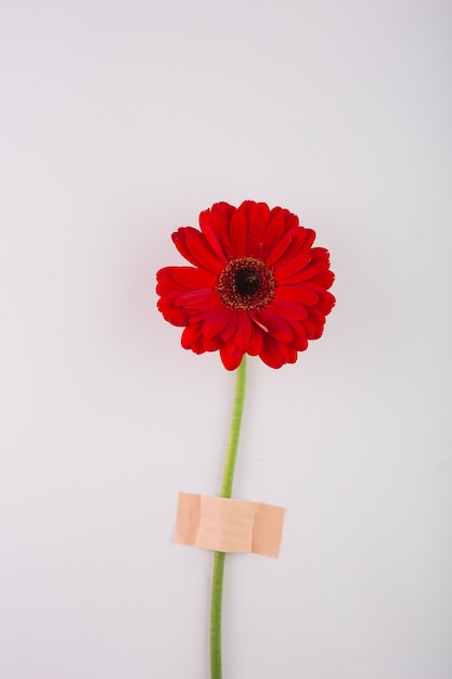 Red gerbera on gray