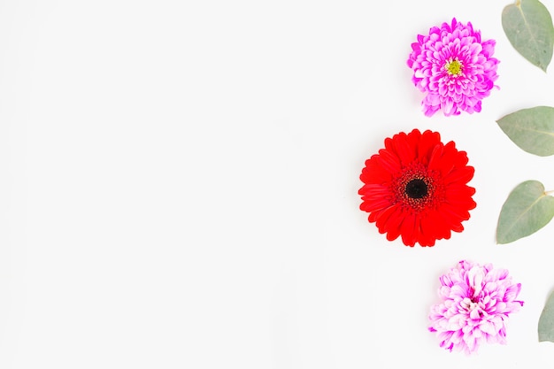 Red gerbera with pink chrysanthemum and leaves on white background