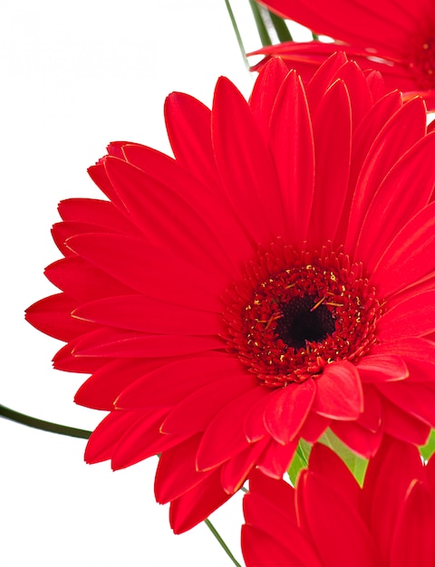 red gerberas close up