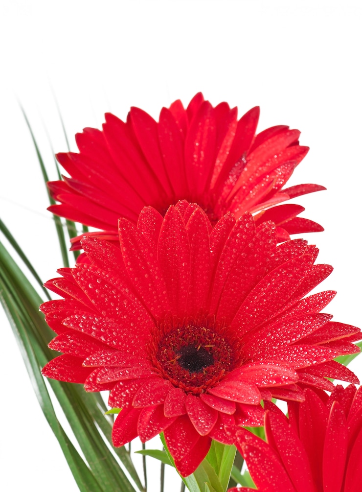 Free Photo red gerberas close up