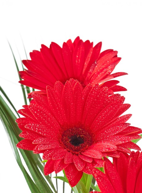 Red gerberas close up