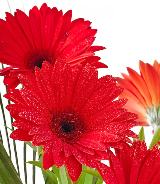 Red gerberas close up