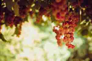 Free photo red grape bunches hanging from vine in sun light