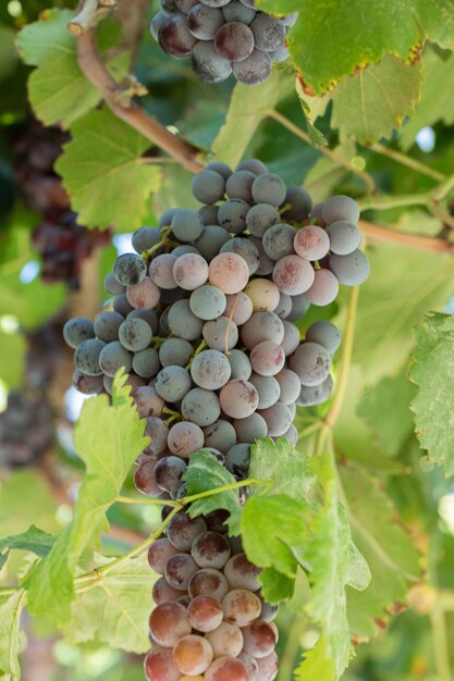 Red grape bunches on the top of green leaves