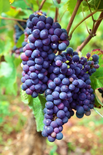 Red grapes growing in a french vineyard