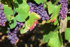 Foto gratuita uve da vino rosso che crescono in un vigneto