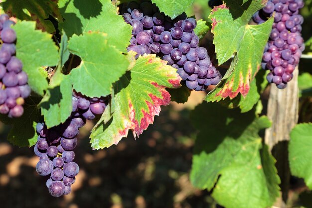 Red grapes growing in a vineyard