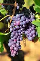 Foto gratuita uve da vino rosso che crescono in un vigneto