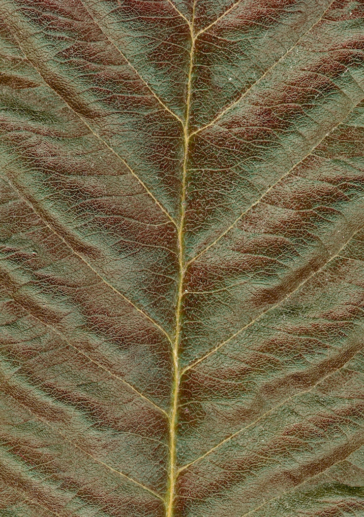 Free Photo red green leaf