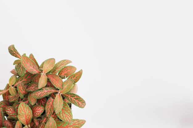 Red and green leaves plant on white background