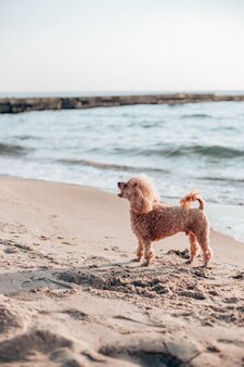 晴れた​日に​海​の​近く​の​ビーチ​で​赤い​髪​の​プードル犬​が​座って​カメラ​を​のぞき込む