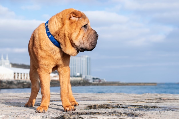 Shar Pei Puppy Images Free Vectors Stock Photos Psd