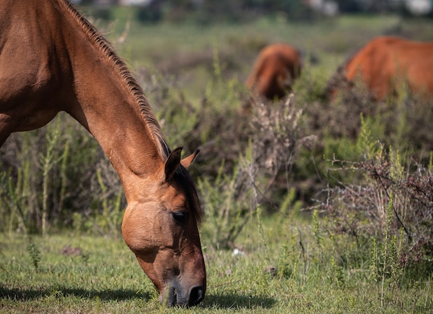 Красная лошадь ест траву
