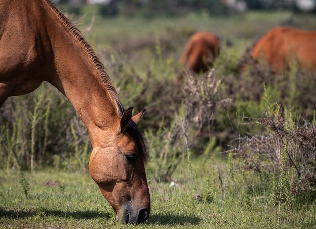 Красная лошадь ест траву