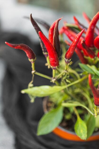 Red hot chili pepper potted plant