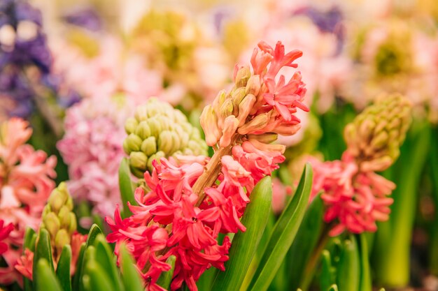 정원에서 붉은 hyacinthus 꽃