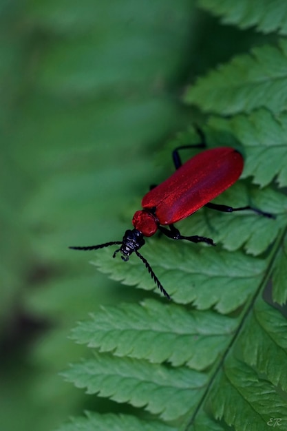 葉の上の赤い昆虫