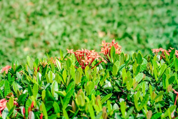 붉은 익소라 꽃은 밝은 햇빛 아래 나무에 선택적 초점을 두고 피었다 프리미엄 사진