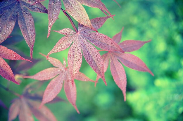 Red leaf in close up photography