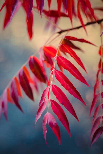 무료 사진 붉은 잎이 많은 식물