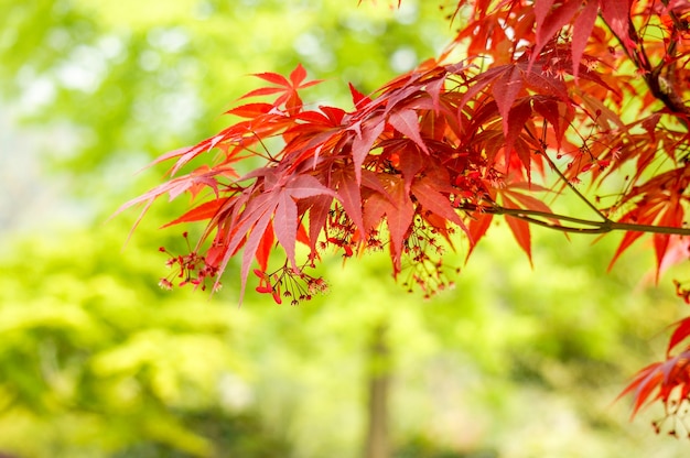 Foglie rosse in un ramo