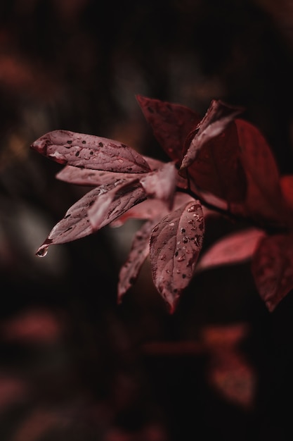 red leaves in the middle of the forest