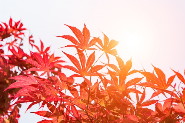 Бесплатное фото Красные листья