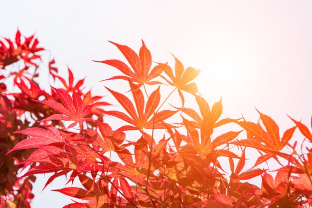 Red leaves