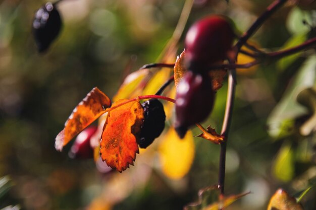 Red leaves