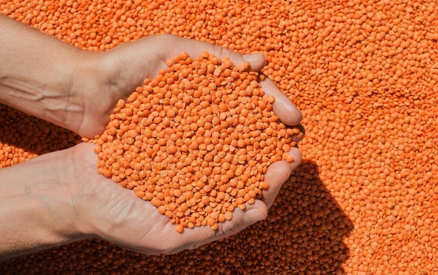 Red lentils in the hands of a woman nutritious vegetable protein top view harvesting Idea for a banner or product advertisement wallpaper for an article with a recipe or diet description