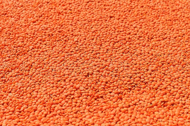 Red lentils nutritious vegetable protein or ingredient for soups closeup selective focus Idea for a banner or product advertisement wallpaper for an article with a recipe or diet description