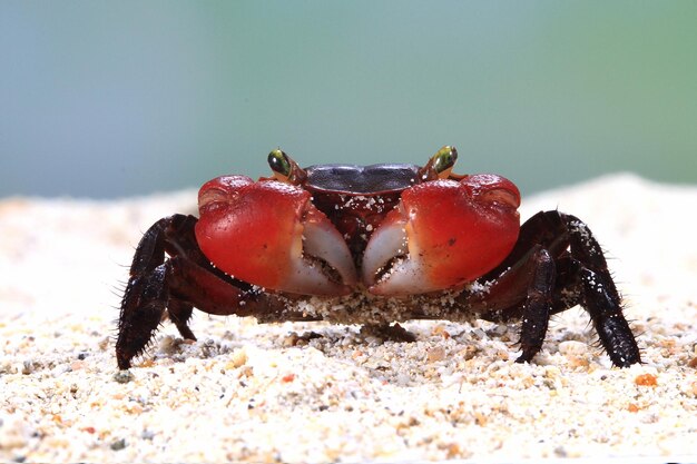 Red little crab closeup face animal closeup crab front view