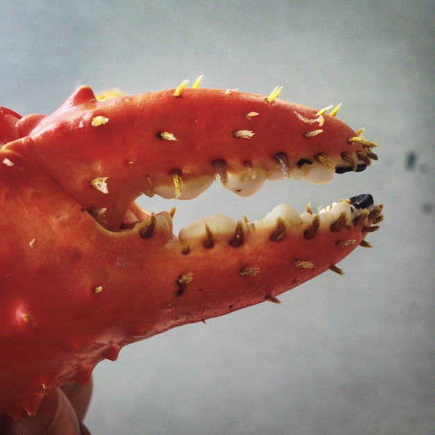 Red lobster claw