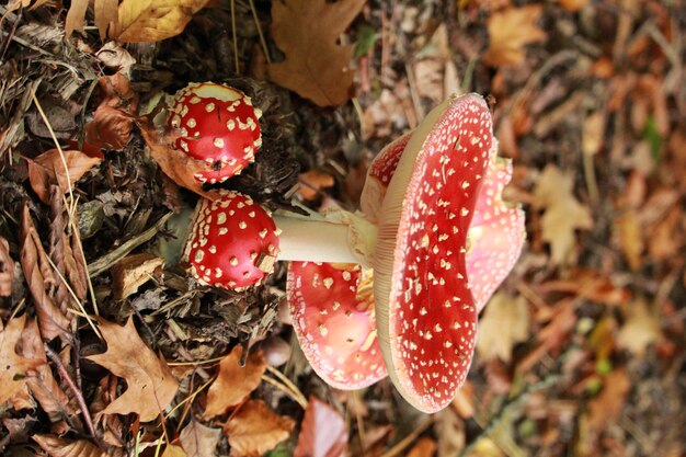 Red mushrooms with a white stem and white dots on the ground in the forest