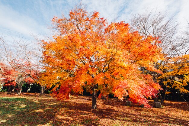 일본의 붉은 색과 오렌지색 잎 가을 나무