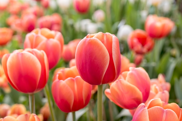 Red orange tulips in flowerbed in Springtime at Rayong