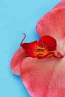 Foto gratuita primo piano rosso dell'orchidea su fondo blu