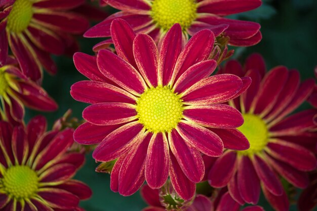 붉은 osteospermum 데이지 꽃