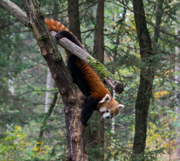 Красная панда стоит на коричневом стволе дерева в дневное время
