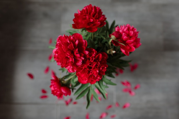 붉은 모란 꽃다발 회색 배경에 고립.