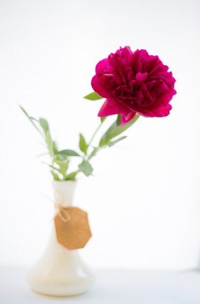 Red peony flower.