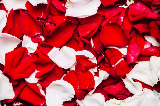 Red petal background