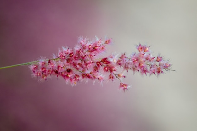 赤い花びらの花