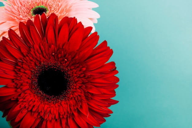 Red and pink gerbera flower on turquoise backdrop